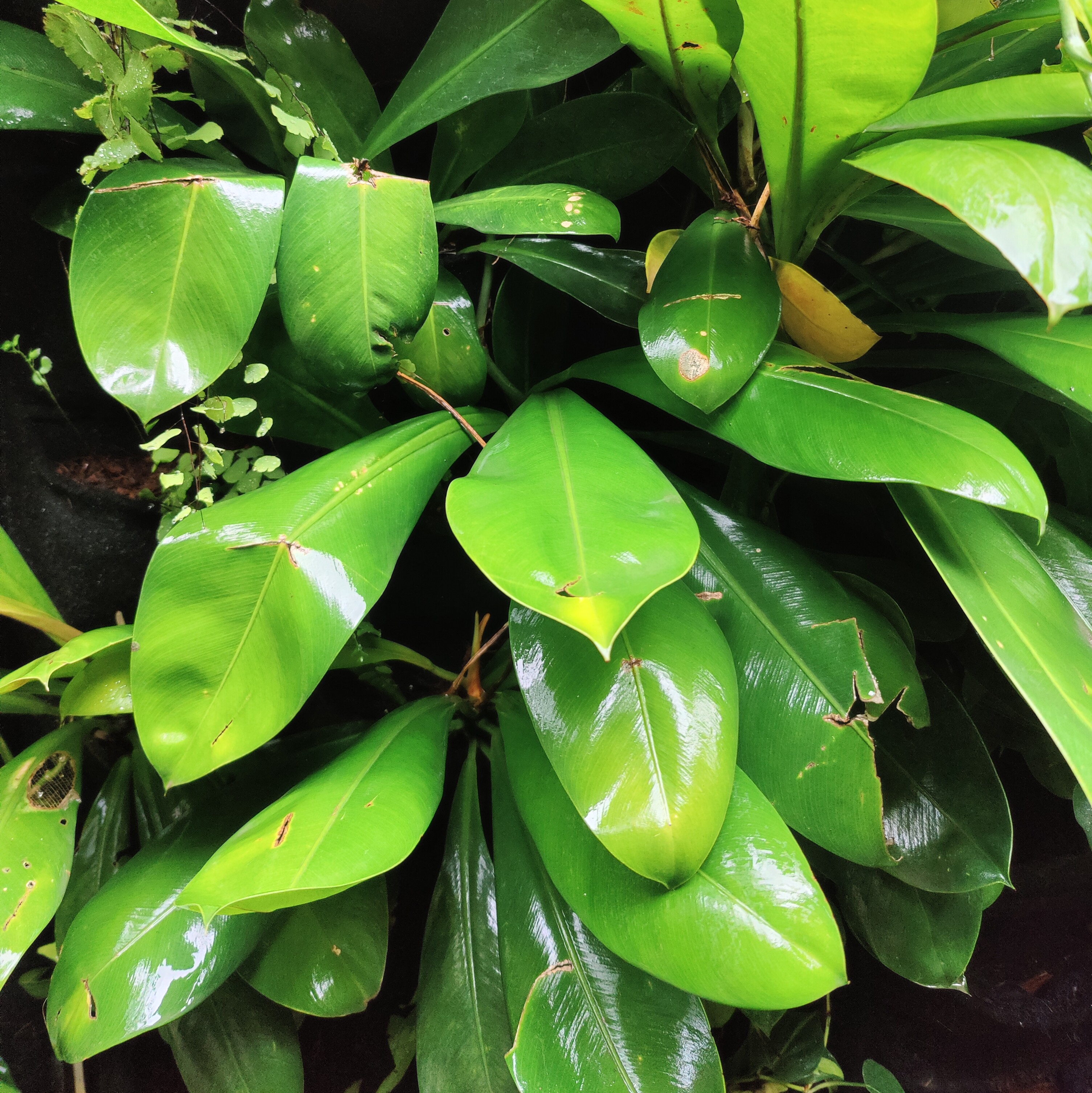 May Flowers Horticulture Installation 94